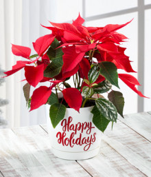 Poinsettia Navideña