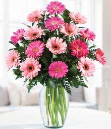 Gerberas Rosadas