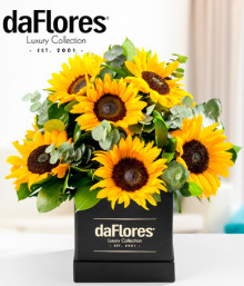Sunflowers in a Black Box