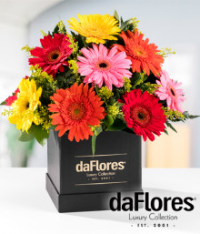 Gerberas Daisies in Black Box