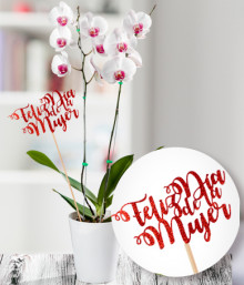 Orquidea Phalaenopsis Dia de la Mujer