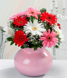 Vibrantes Gerberas