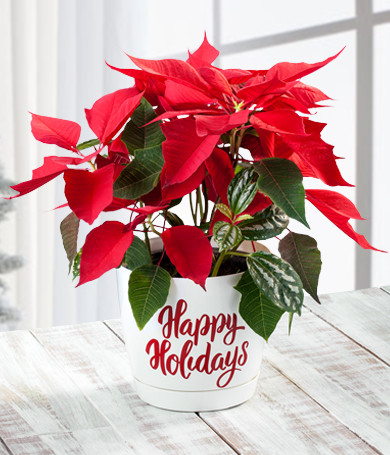 Christmas Poinsettia