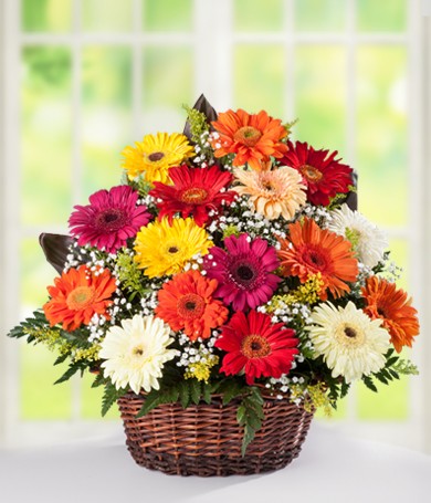 Gerberas & Gérberas