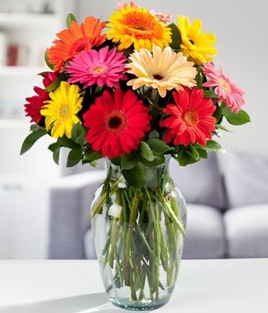 Marguerites gerberas