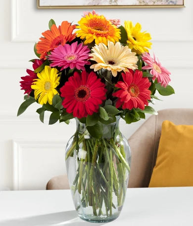 Gerbera Daisies