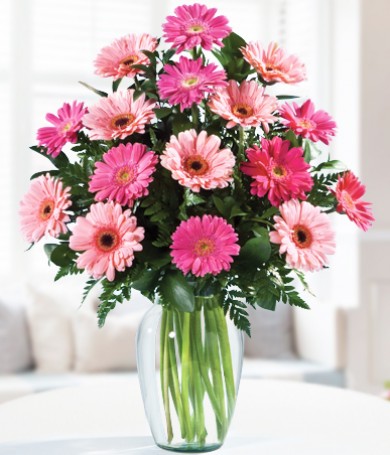 Gerberas Rosadas