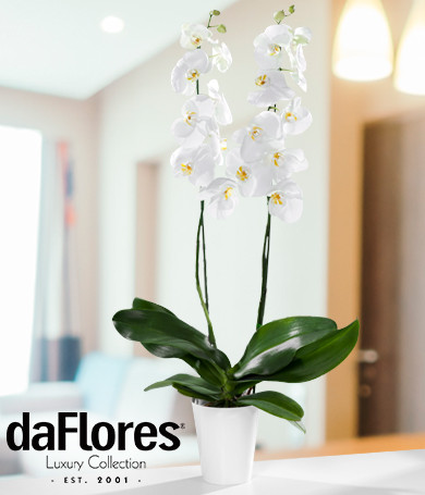 Phalaenopsis Blanca