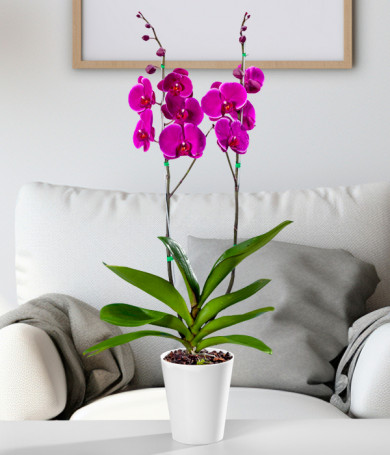 Phalaenopsis Morada