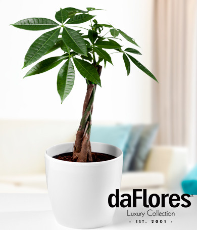 Árbol del Dinero 