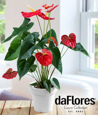 Red Anthurium Plant