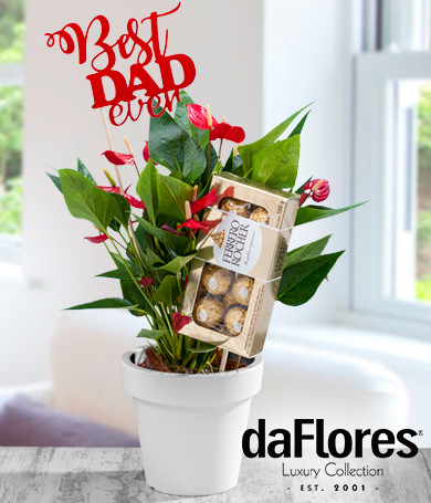 Mini Anthurium Combo for Dad