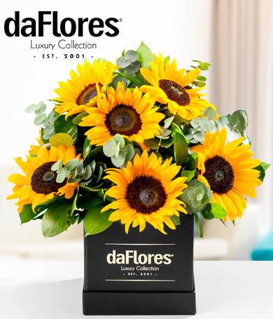 Sunflowers in a Black Box