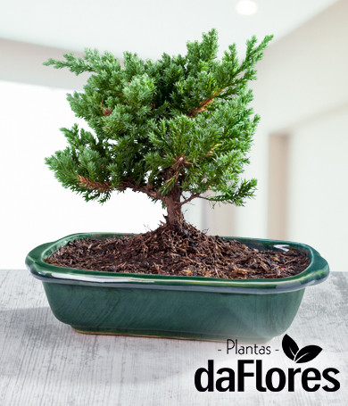 Bonsai Procumbens Nana 