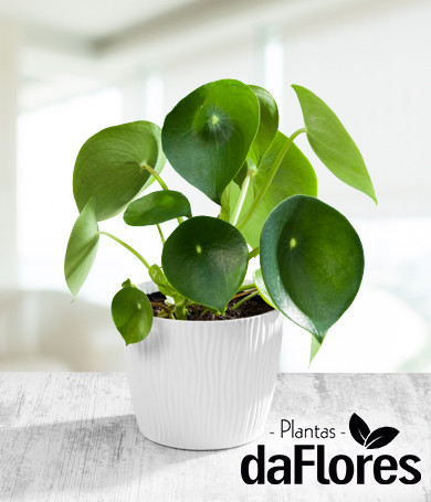 Pilea Peperomioides Plant