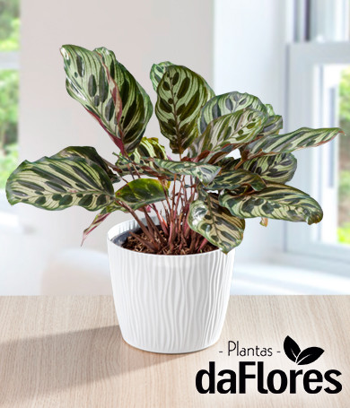 Planta Calathea