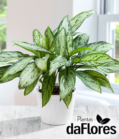 Aglaonema Plant 