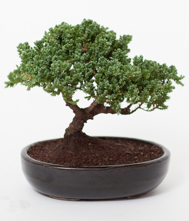 Juniper Bonsai Plant