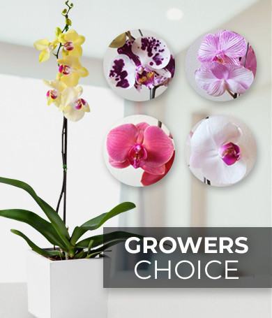 Growers Choice Orchids