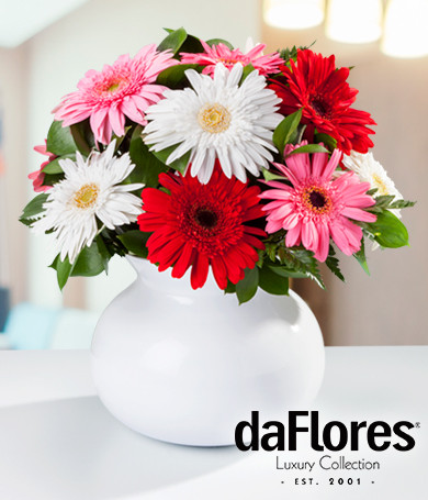 Gerberas Premium