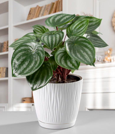 Peperomia Sandía en Maceta Blanca Texturizada