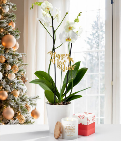New Year Orchid Gift