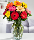 Gerbera Daisies